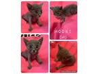 Adopt Mooki a Gray or Blue Domestic Shorthair / Mixed (short coat) cat in