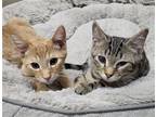 Adopt JJ a Orange or Red Domestic Shorthair / Mixed (short coat) cat in Gilbert