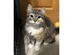 Adopt Scarlett a Domestic Long Hair