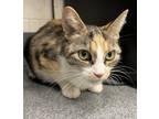 Adopt Margot a Domestic Shorthair / Mixed cat in Sheboygan, WI (39141573)
