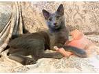 Adopt Oyster a Gray or Blue (Mostly) Russian Blue / Mixed (short coat) cat in