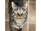 Adopt Ollie -- Bonded Buddies With Arctic & Jasper a Domestic Shorthair / Mixed