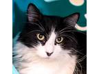 Adopt Jasper -- Bonded Buddies With Arctic & Ollie a Domestic Longhair / Mixed