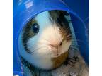 Adopt Sugar -- Bonded Buddy With Coco a Guinea Pig small animal in Des Moines