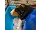 Adopt Coco -- Bonded Buddy With Sugar a Guinea Pig small animal in Des Moines