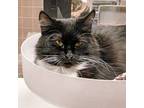 Adopt Boots -- Bonded Buddy With Thelma a Domestic Mediumhair / Mixed cat in Des
