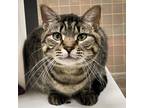 Adopt Thelma -- Bonded Buddy With Boots a Domestic Shorthair / Mixed cat in Des