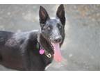 Adopt Chyna a Black Border Collie / Belgian Malinois / Mixed dog in Paso Robles