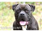Adopt Chubb #12837 a Brown/Chocolate Bullmastiff / Cane Corso / Mixed dog in