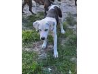 Adopt Emma a Border Collie / Mixed Breed (Medium) / Mixed dog in WAYNESVILLE