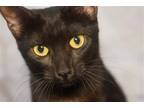Adopt Shero a Black (Mostly) Domestic Shorthair / Mixed (short coat) cat in