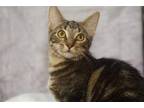 Adopt Eli a Brown Tabby Domestic Shorthair / Mixed (short coat) cat in Garland