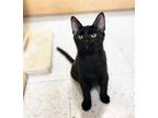 Adopt Fender Bender a All Black Domestic Shorthair / Mixed (short coat) cat in