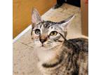 Adopt Deliliah a Brown Tabby Domestic Shorthair / Mixed (short coat) cat in
