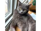 Adopt Caesar a Gray or Blue Domestic Mediumhair / Mixed cat in Washington