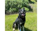 Adopt Cisco LB a Black - with Tan, Yellow or Fawn German Shepherd Dog / Mixed
