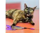 Adopt Shenzi a Tortoiseshell Domestic Shorthair / Mixed (short coat) cat in