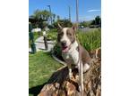 Adopt Peter* a American Pit Bull Terrier / Mixed dog in Pomona, CA (38919106)