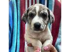 Adopt Star Crunch a Merle Mixed Breed (Medium) / Mixed dog in Rancho Santa Fe
