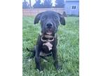 Adopt Nesta - Adoption Pending! a Black - with White Pit Bull Terrier / Mixed
