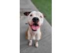 Adopt Mozzy a Pit Bull Terrier / Mixed dog in Topeka, KS (39062328)