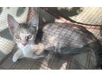 Adopt Choupette a Gray or Blue Domestic Mediumhair / Mixed cat in Albemarle