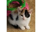 Adopt Maggie a Calico or Dilute Calico Calico / Mixed (short coat) cat in