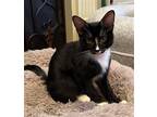 Adopt Reese a Black & White or Tuxedo Domestic Shorthair / Mixed (short coat)