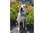 Adopt Bojangles a White Labrador Retriever dog in Berkeley Heights
