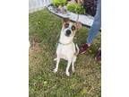 Adopt Nacho a White - with Brown or Chocolate Jack Russell Terrier dog in Gig