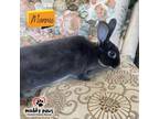 Adopt Marnie (Courtesy Post) a Black Other/Unknown / Mixed rabbit in Council