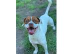 Adopt 2307-0578 Remington a White - with Brown or Chocolate Mixed Breed (Medium)