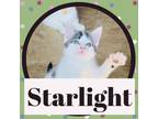 Adopt Starlight a Black & White or Tuxedo American Shorthair / Mixed (short