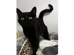 Adopt Lucinda a All Black Domestic Shorthair (short coat) cat in Jackson