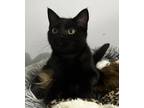Adopt Lievi a All Black Domestic Shorthair (short coat) cat in Jackson