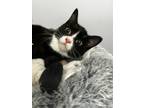 Adopt Lawsina a Black & White or Tuxedo Domestic Shorthair (short coat) cat in