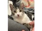 Adopt Jack a Gray, Blue or Silver Tabby Domestic Shorthair / Mixed (short coat)
