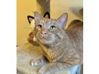 Adopt Oliver a Orange or Red Tabby Domestic Shorthair / Mixed cat in Palatine