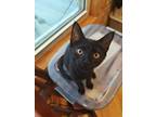 Adopt Indy a All Black Domestic Shorthair / Mixed cat in Palatine, IL (39074650)