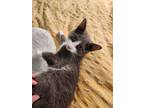 Adopt Friend Owl a Gray or Blue (Mostly) Domestic Shorthair (short coat) cat in