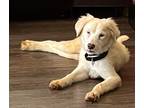 Adopt Murphy a White Labrador Retriever / Shepherd (Unknown Type) / Mixed dog in