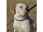 Adopt Ginger a White - with Red, Golden, Orange or Chestnut Pointer / Mixed