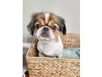 Adopt Dusty General-adopted a Tan/Yellow/Fawn - with White Pekingese / Shih Tzu