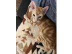 Adopt Skeeter a Orange or Red Tabby Domestic Shorthair / Mixed (short coat) cat