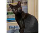 Adopt Ham a Domestic Shorthair / Mixed (short coat) cat in SHELBY TOWNSHIP
