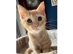 Adopt Ravioli a Domestic Mediumhair / Mixed (short coat) cat in Newaygo