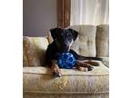 Adopt Violet a Black - with Tan, Yellow or Fawn Shepherd (Unknown Type) dog in