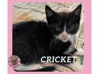 Adopt Cricket a Domestic Short Hair