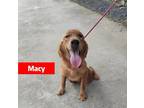 Adopt Macy - COMING SOON a Tan/Yellow/Fawn Golden Retriever / Mixed dog in West