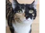 Adopt Birdie C13751 a Calico or Dilute Calico Domestic Shorthair / Mixed cat in
